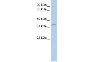 Carbonic Anhydrase IV antibody used at 5 ug/ml to detect target protein. (CA4 Antikörper  (Middle Region))