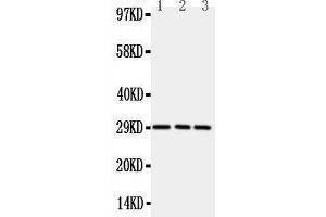 Anti-CD134/OX40 antibody,  Western blotting All lanes: Anti CD134/OX40 () at 0. (TNFRSF4 Antikörper  (N-Term))