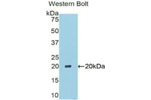 Western Blotting (WB) image for anti-Carbonic Anhydrase VI (CA6) (AA 27-181) antibody (ABIN1175960) (CA6 Antikörper  (AA 27-181))