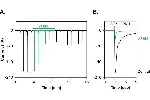 α-Bungarotoxin-ATTO Fluor-550 inhibits α7 nAChR heterologously expressed in Xenopus oocytes. (alpha-Bungarotoxin protein (Atto 550))