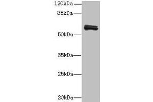 Western blot All lanes: FAM222B antibody at 2 μg/mL + Mouse liver tissue Secondary Goat polyclonal to rabbit at 1/10000 dilution Predicted band size: 60 kDa Observed band size: 60 kDa (FAM222B Antikörper  (AA 351-562))