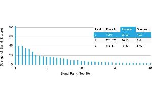 Protein Array (PAr) image for anti-Purkinje Cell Protein 4 (PCP4) antibody (ABIN7456101) (PCP4 Antikörper)