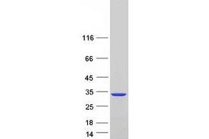 Validation with Western Blot (PAFAH1B3 Protein (Transcript Variant 1) (Myc-DYKDDDDK Tag))