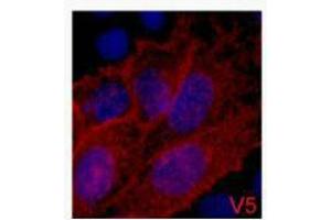 Immunofluorescence (IF) analysis of 293 cells transfected with a V5-tag protein,1:2000 dilution (blue DAPI, red anti-V5) (V5 Epitope Tag Antikörper)