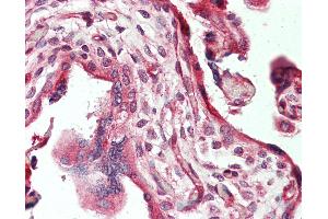 Anti-TNC / Tenascin C antibody IHC staining of human placenta. (TNC Antikörper  (FITC))