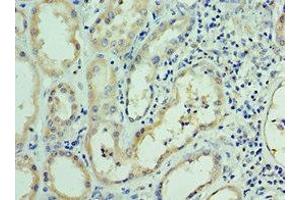 Immunohistochemistry of paraffin-embedded human kidney tissue using ABIN7167670 at dilution of 1:100
