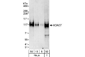 Western Blotting (WB) image for anti-Histone Deacetylase 7 (HDAC7) (AA 425-475) antibody (ABIN7454533)
