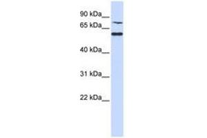 Image no. 1 for anti-POC1 Centriolar Protein Homolog B (POC1B) (AA 72-121) antibody (ABIN6741361) (POC1B Antikörper  (AA 72-121))