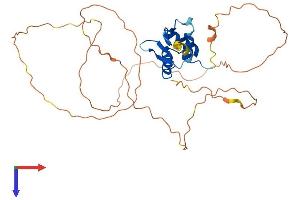 ETV2 Protein (AA 1-335) (His tag)