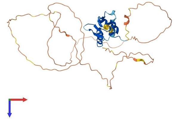 ETV2 Protein (AA 1-335) (His tag)