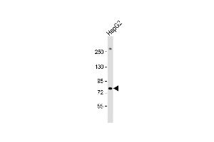 Anti-PIGR Antibody (C-term) at 1:1000 dilution + HepG2 whole cell lysate Lysates/proteins at 20 μg per lane. (PIGR Antikörper  (C-Term))