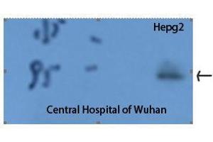Western Blot (WB) analysis: Western Blot (WB) analysis of HepG2 cells using Stat3 Polyclonal Antibody. (STAT3 Antikörper  (Tyr1229))