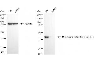 Western blotting analysis using DNA fragmentation factor subunit alpha antibody (ABIN7798363). (Rekombinanter DFFA Antikörper)