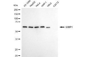 Western blotting analysis using G3BP1 antibody (ABIN7798815). (Rekombinanter G3BP1 Antikörper)