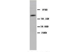 Western blot analysis of rat testicle tissue lysis using COX1 antibody (PTGS1 Antikörper  (N-Term))