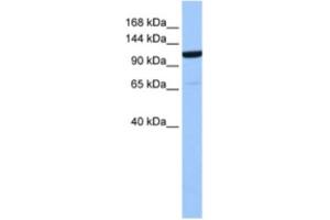 Western Blotting (WB) image for anti-Nucleoporin 155kDa (NUP155) antibody (ABIN2463582) (NUP155 Antikörper)