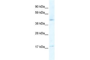 WB Suggested Anti-HTR1F Antibody Titration:  2. (HTR1F Antikörper  (N-Term))