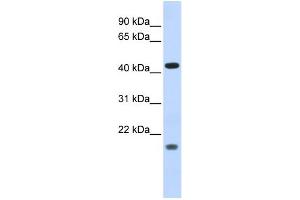 WB Suggested Anti-ING3 Antibody Titration:  0.