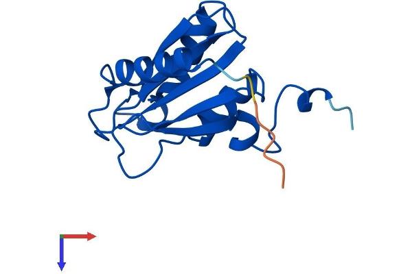 CDA Protein (AA 1-146) (His tag)