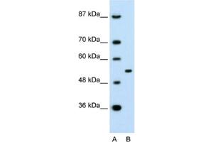 Western Blotting (WB) image for anti-Amyloid beta (A4) Precursor Protein-Binding, Family A, Member 1 (APBA1) antibody (ABIN2463761) (APBA1 Antikörper)