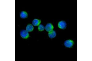 ICC/IF analysis of IL32 in Jurkat cells line, stained with DAPI (Blue) for nucleus staining and monoclonal anti-human IL32 antibody (1:100) with goat anti-mouse IgG-Alexa fluor 488 conjugate (Green). (IL32 Antikörper  (AA 1-131))