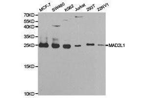 Western Blotting (WB) image for anti-MAD2 Mitotic Arrest Deficient-Like 1 (Yeast) (MAD2L1) antibody (ABIN1875409)