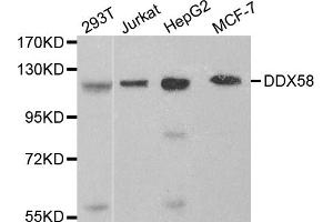 Western blot analysis of extracts of various cell lines, using DDX58 antibody (ABIN5970201) at 1/1000 dilution. (DDX58 Antikörper)