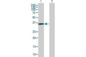 Western Blot analysis of ZADH1 expression in transfected 293T cell line by ZADH1 MaxPab polyclonal antibody.