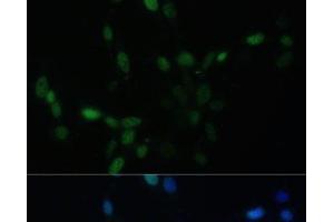 Immunofluorescence analysis of NIH/3T3 cells using SMAD9 Polyclonal Antibody at dilution of 1:100. (SMAD9 Antikörper)