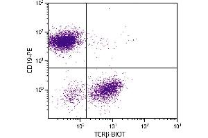 BALB/c mouse splenocytes were stained with Hamster Anti-Mouse TCRβ-BIOT. (TCRb Antikörper  (Biotin))