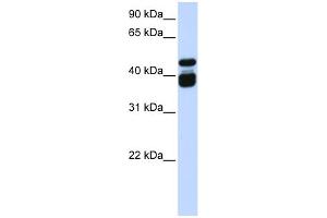WB Suggested Anti-TBX6 Antibody Titration: 0.