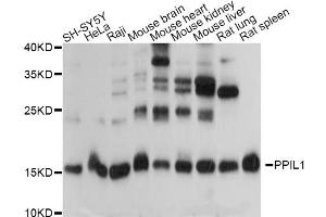 Western blot analysis of extracts of various cell lines, using PPIL1 antibody. (PPIL1 Antikörper)