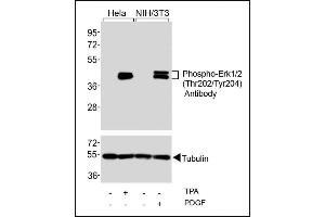 Western blot analysis of extracts from Hela cells, untreated or treated with T (200nM), and NIH/3T3 cells, untreated or treated with PDGF (100 ng/mL), using Phospho-Erk1/2(Thr202/Tyr204) Antibody (upper) or Tubulin (lower). (ERK1/2 Antikörper  (pThr202, pTyr204))