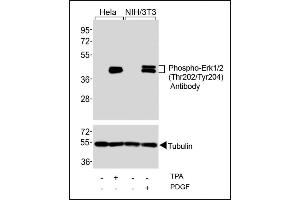 Western Blotting (WB) image for anti-Mitogen-Activated Protein Kinase 1/3 (MAPK1/3) (AA 176-208), (pThr202), (pTyr204) antibody (ABIN6241069)