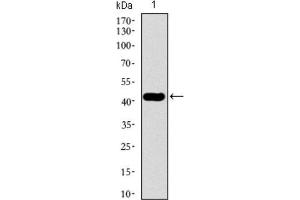 Western Blotting (WB) image for anti-Tubulin, beta 2A (TUBB2A) (AA 25-187) antibody (ABIN1846607) (TUBB2A Antikörper  (AA 25-187))