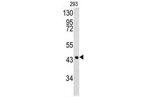 Western blot analysis of SPB3 antibody (N-term) in 293 cell line lysates (35ug/lane). (SERPINB3 Antikörper  (N-Term))