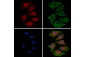 ABIN6262571 and ABIN6277224 staining HepG2 cells by IF/ICC. (Interleukin enhancer-binding factor 3 (ILF3) (Internal Region) Antikörper)