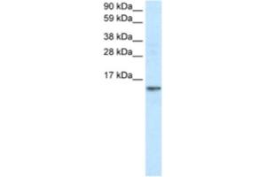 Western Blotting (WB) image for anti-Fatty Acid Binding Protein 7, Brain (FABP7) antibody (ABIN2460822) (FABP7 Antikörper)