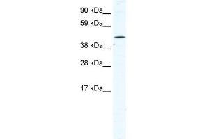 TTC19 antibody (20R-1154) used at 0. (TTC19 Antikörper  (N-Term))