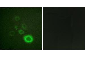Peptide - +Western blot analysis of extracts from HepG2 cells, using c-Met (Ab-1003) antibody. (c-MET Antikörper  (Tyr1003))
