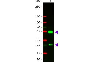 WB - Goat IgG (H&L) Antibody CY3 Conjugated Pre-Adsorbed Western Blot of Donkey anti-Goat IgG Cy3 Conjugated Antibody. (Esel anti-Ziege IgG Antikörper (Cy3) - Preadsorbed)