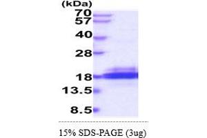SH2D1B Protein (AA 1-132) (His tag)