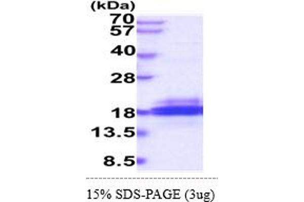 SH2D1B Protein (AA 1-132) (His tag)