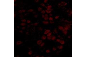 Immunofluorescence (IF) image for anti-BRCA2 and CDKN1A Interacting Protein (BCCIP) (AA 300-350) antibody (ABIN7448933) (BCCIP Antikörper  (AA 300-350))