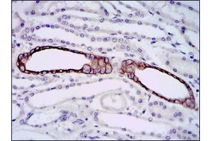 Immunohistochemistry (IHC) image for anti-BPI Fold Containing Family A, Member 2 (BPIFA2) antibody (ABIN1847198) (BPIFA2 Antikörper)