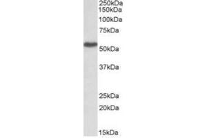 Antibody (1µg/ml) staining of Peripheral Blood Lymphocytes lysate (35µg protein in RIPA buffer). (LSP1 Antikörper  (Internal Region))