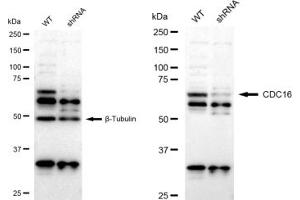 Western blotting analysis using CDC16 antibody (ABIN7798002). (Rekombinanter CDC16 Antikörper)