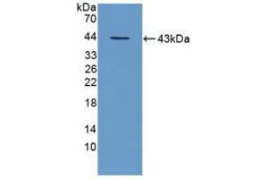 Western blot analysis of recombinant Mouse TPP1. (TPP1 Antikörper  (AA 198-562))