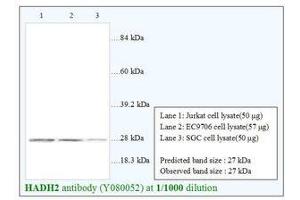 Image no. 1 for anti-Hydroxysteroid (17-Beta) Dehydrogenase 10 (HSD17B10) antibody (ABIN791372) (HSD17B10 Antikörper)