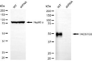 anti-Tumor-Associated Calcium Signal Transducer 2 (TACSTD2) antibody